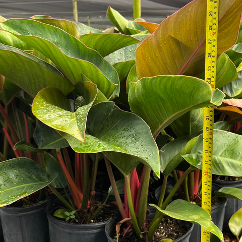 philodendron congo size Red Congo (Philodendron Burle Marx)