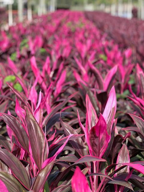 Ti Plant (Cordyline 'Florica')