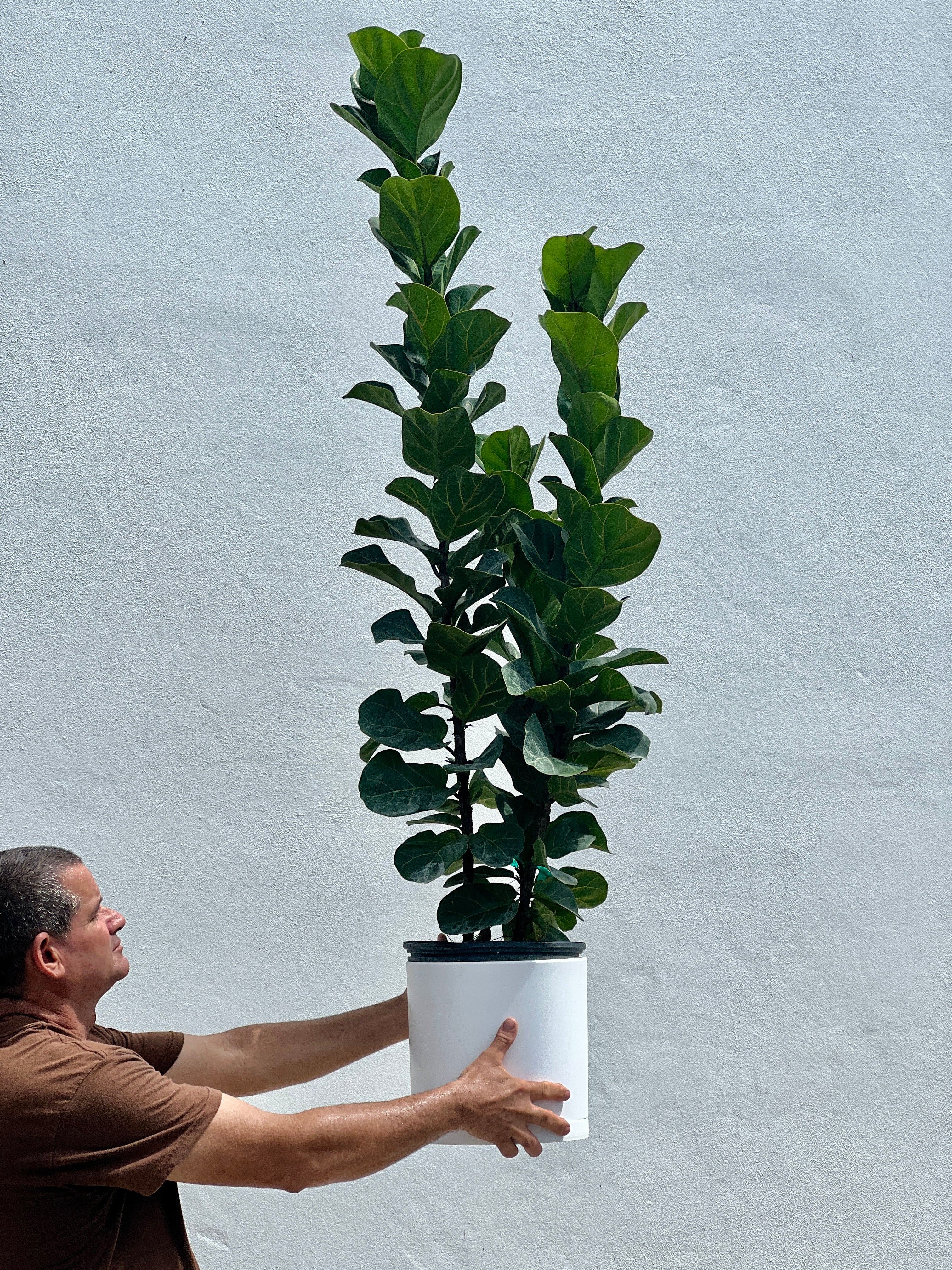 Fiddle Leaf Fig Bush (Bambino) – Plantology USA