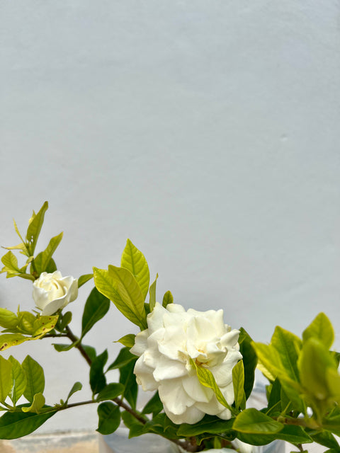 indoor gardenia plant near me Gardenia Aimee for Sale