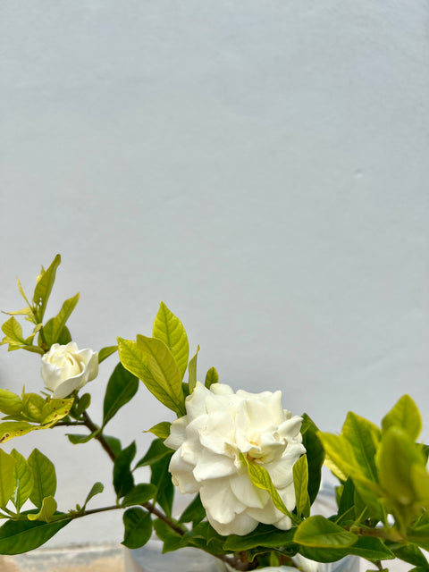 Gardenia Aimee (Gardenia Jasminoides 'Aimee Yashioka')