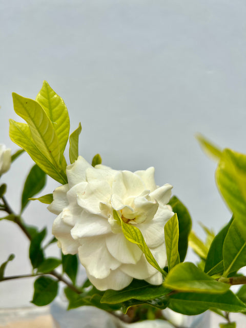 Gardenia Aimee (Gardenia Jasminoides 'Aimee Yashioka')