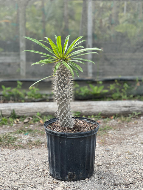 Madagascar Palm (Pachypodium Lamerei)