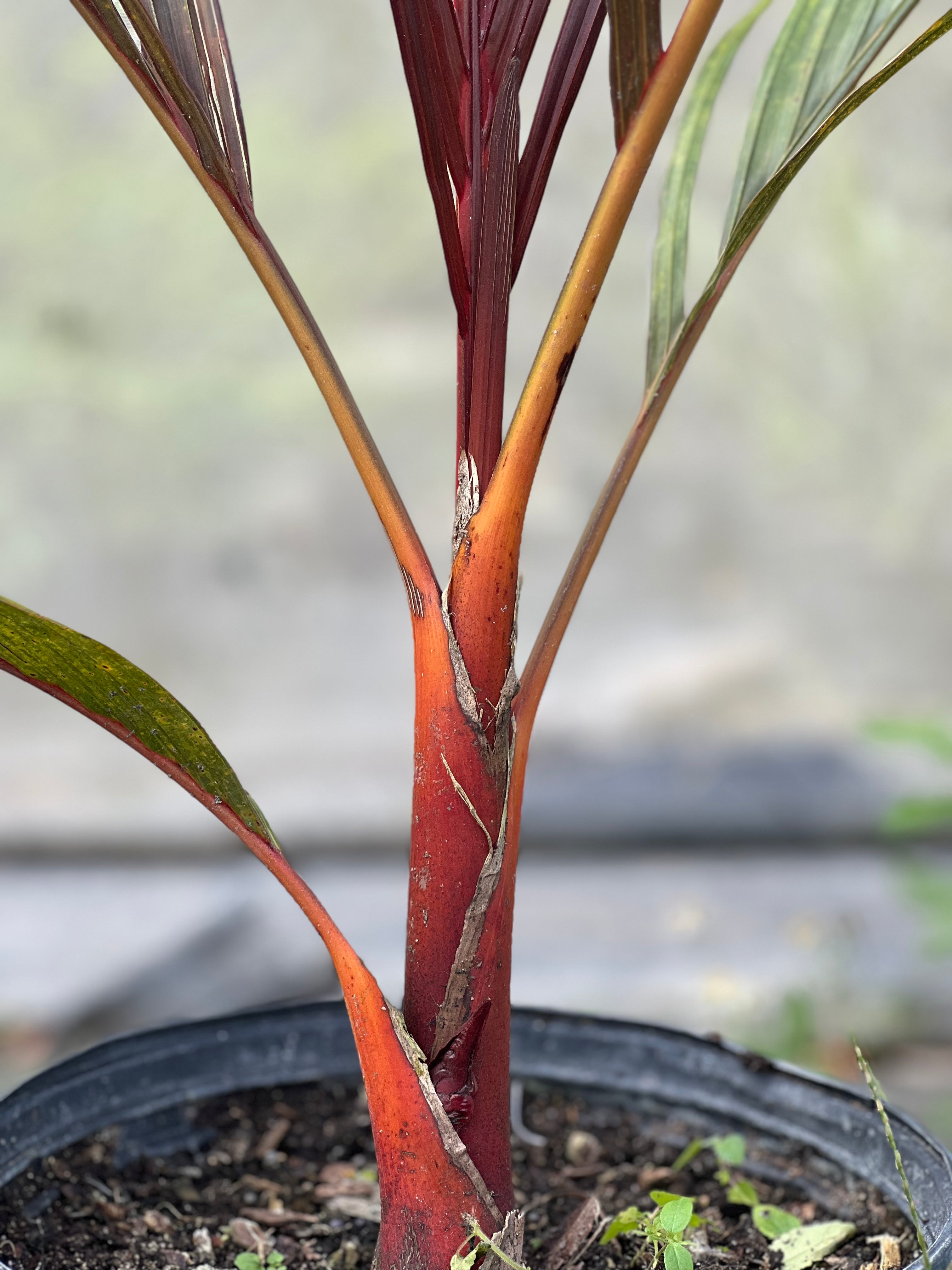 Areca Vestiaria (Red Areca Palm) for Sale