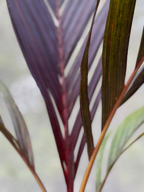 areca red palm Areca Vestiaria (Red Areca Palm) for Sale