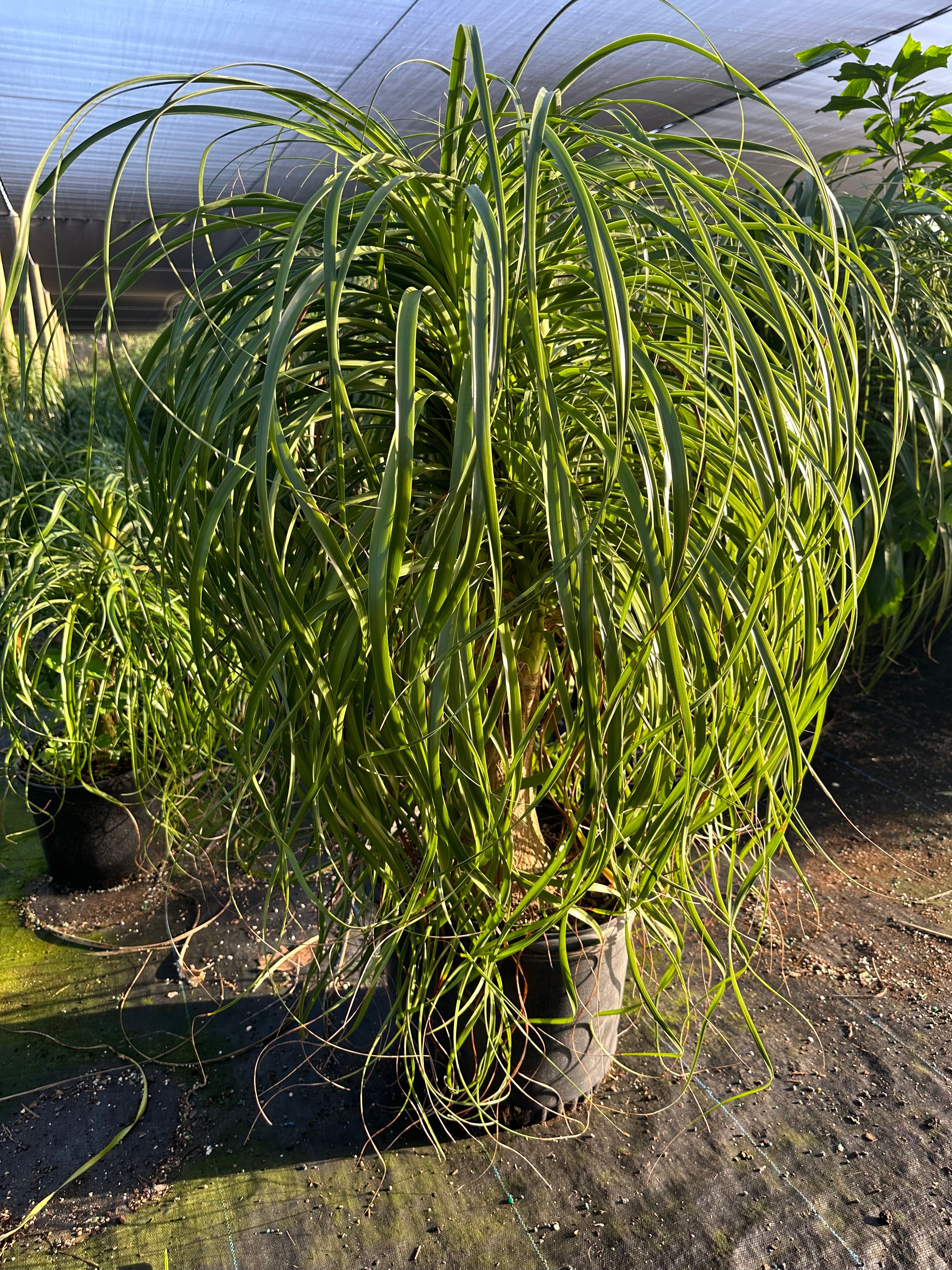 large ponytail palms for sale Ponytail Palm for Sale