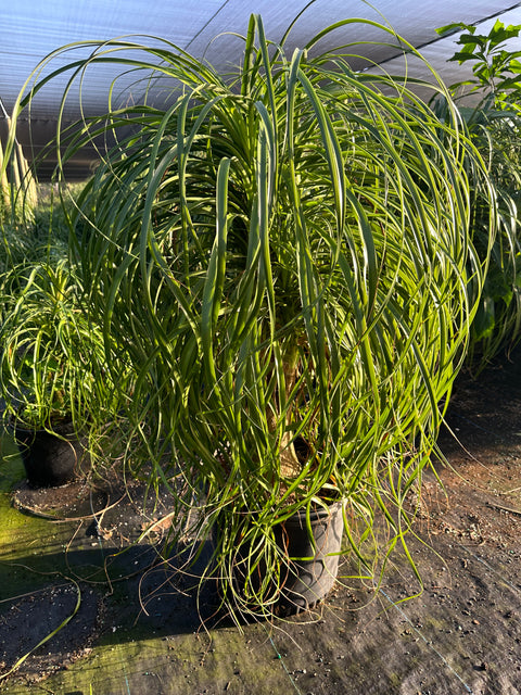 Ponytail Palm (Beaucarnea guatemalensis)