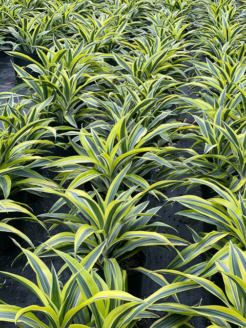 Corn Plant (Dracaena fragrans 'Lemon Lime')