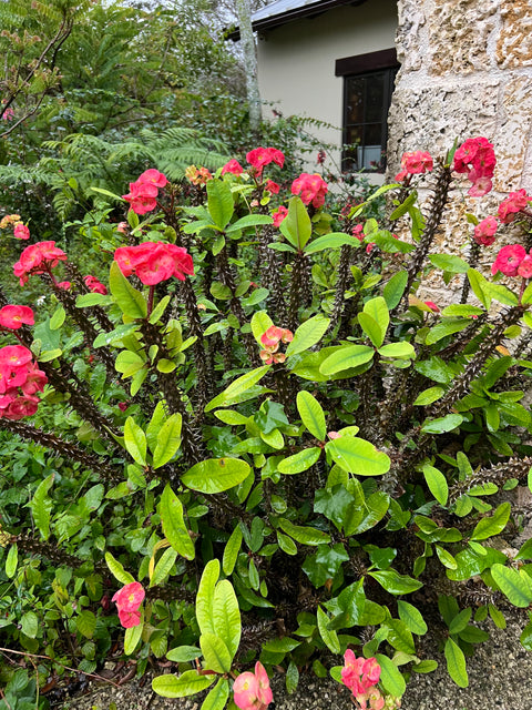 Crown of Thorn Sonoma Pink Cadillac (Euphorbia milii)