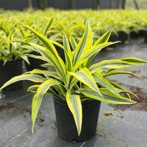 Corn Plant (Dracaena fragrans 'Lemon Lime')