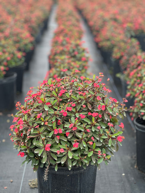 Crown of Thorn Sonoma Pink Cadillac (Euphorbia milii)