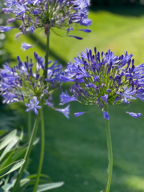 Agapanthus Lily Of The Nile, Blue (Agapanthus praecox subsp. orientalis)