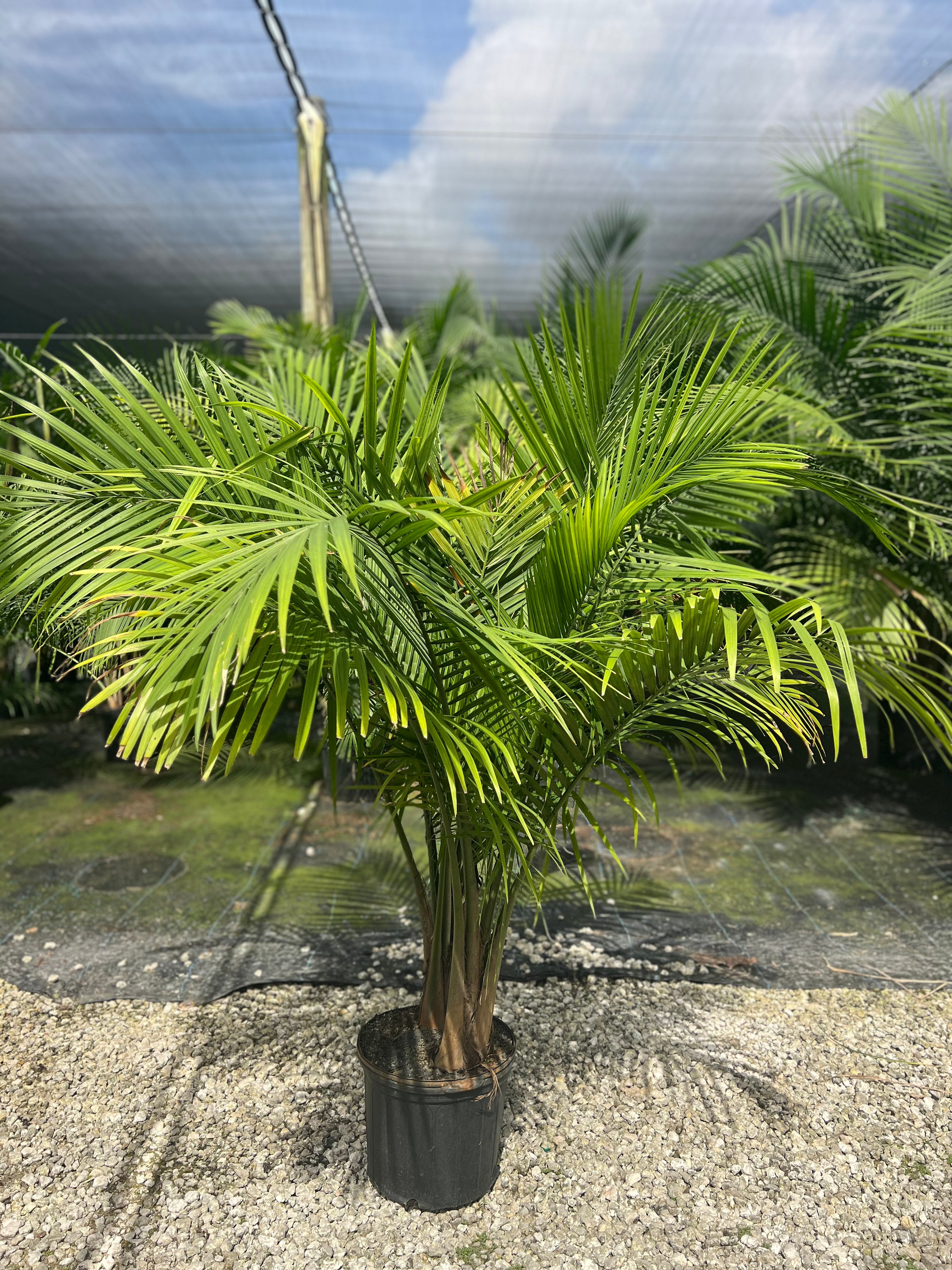 ravenea potted plant majesty palm Majesty Palm for Sale