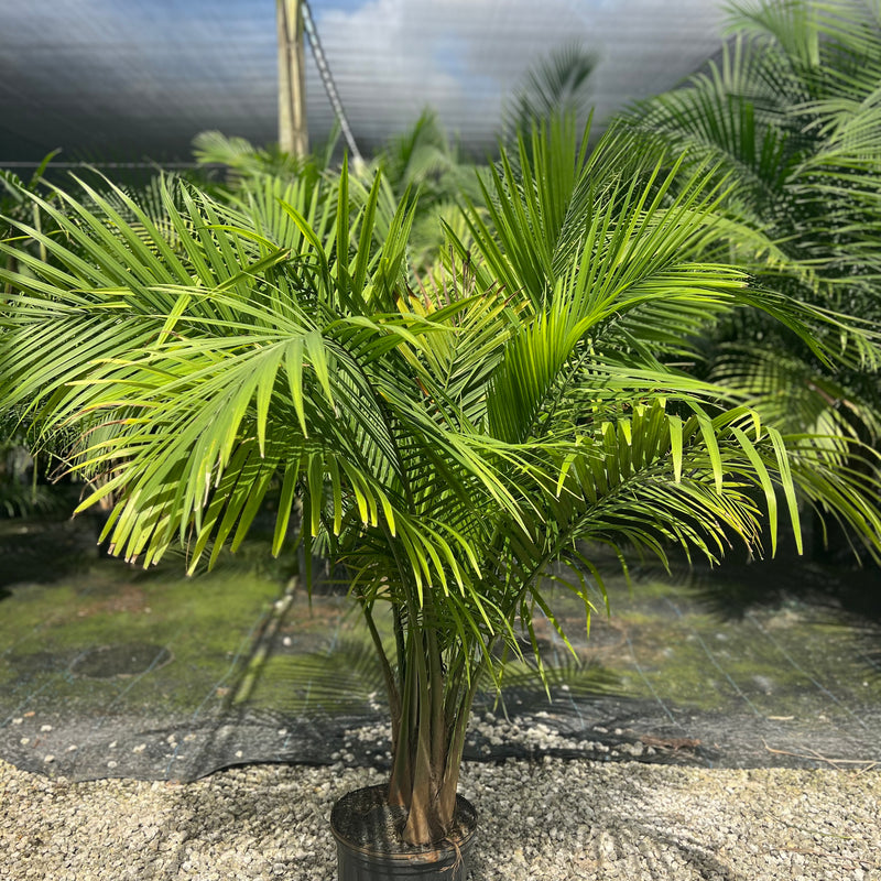 Majesty Palm (Ravenea Rivularis)