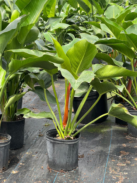 banana philodendron Green Congo (Philodendron Burle Marx)