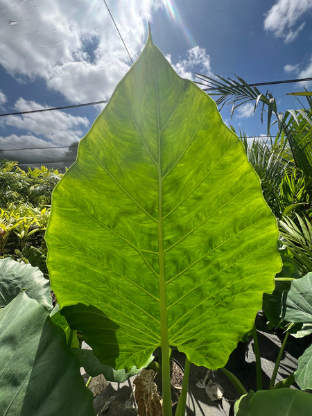 Alocasia 'Calidora', Elephant Ear (Alocasia Calidora)