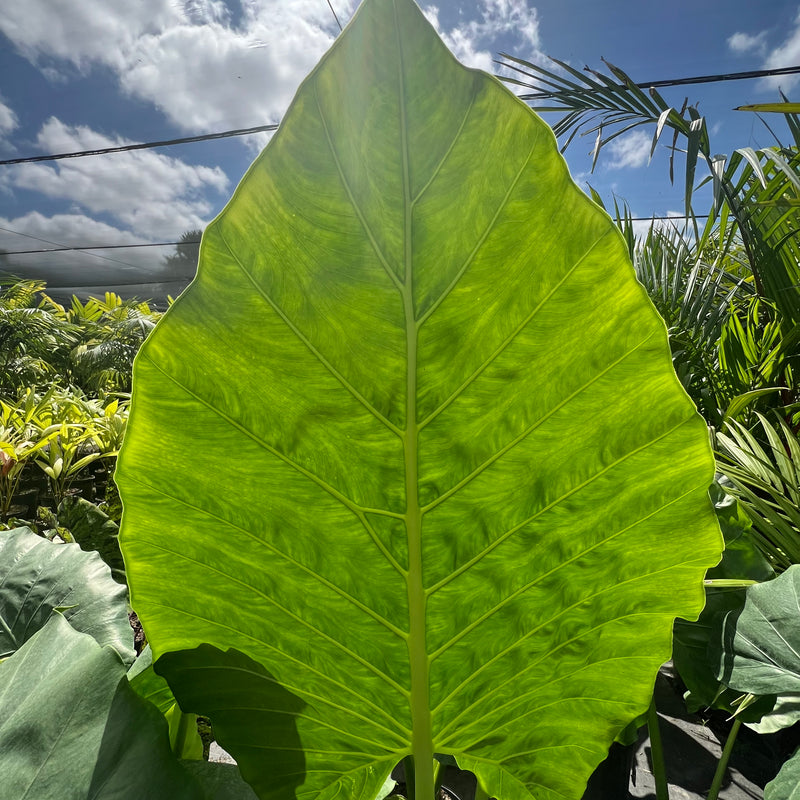 Alocasia 'Calidora', Elephant Ear (Alocasia Calidora)