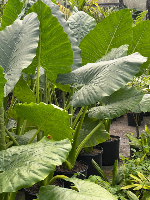 alocasia calidora elephant ear live plant Alocasia Calidora - Majestic Elephant Ear Plant