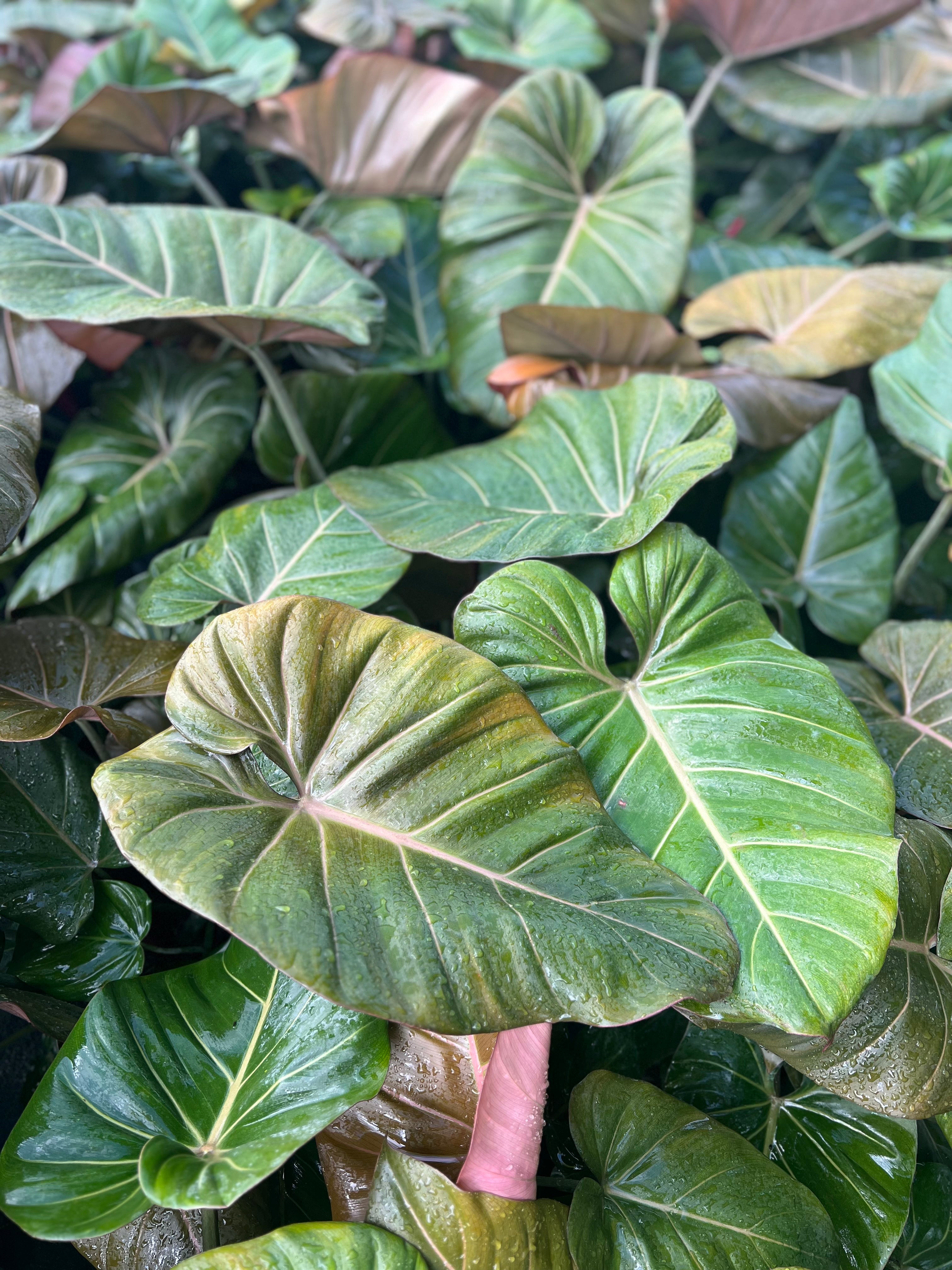 philodendron pink glory Philodendron (Summer Glory)