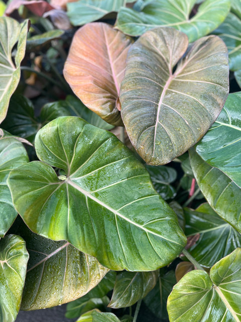 Philodendron (Summer Glory)