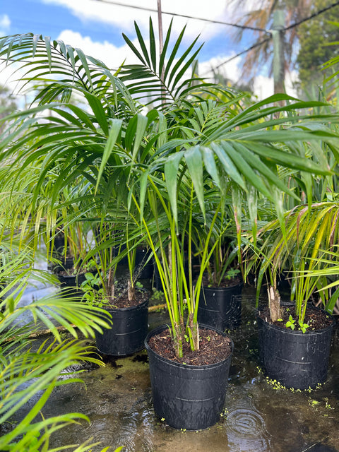 Kentia Palm (Howea forsteriana) - Elegant Indoor Greenery – Plantology USA