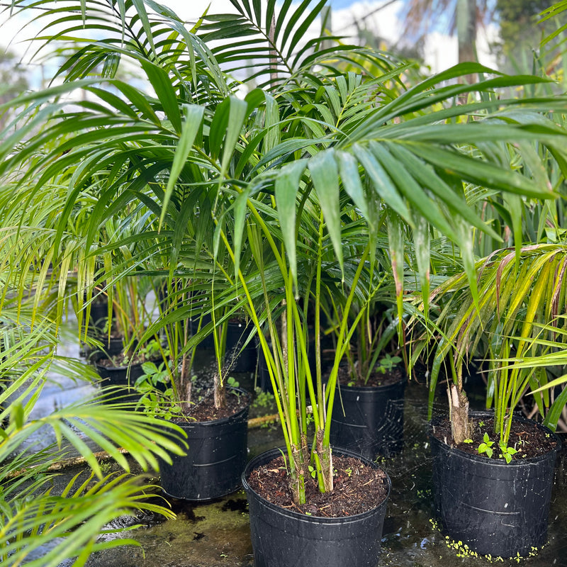 Kentia Palm (Howea forsteriana)