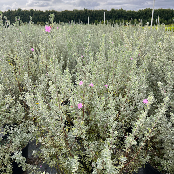 Texas Barometer Bush (Leucophyllum frutescens)