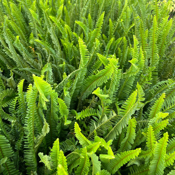 Fern Kimberly (Nephrolepis Obliterata 'Kimberly Queen)