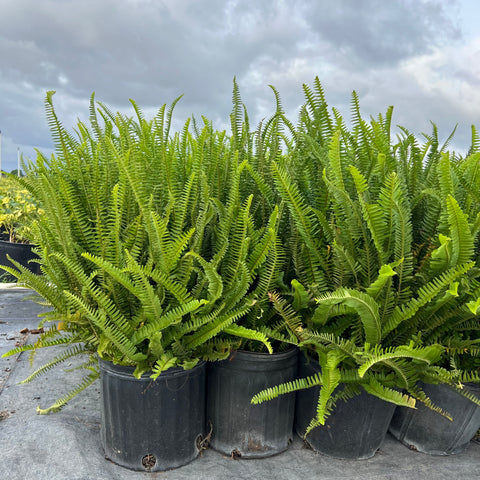 kimberly's indoor plants Fern Kimberly for Sale