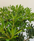 Pittosporum Green ( Pittosporum tobira 'Wheeleri') from Plantology USA 05