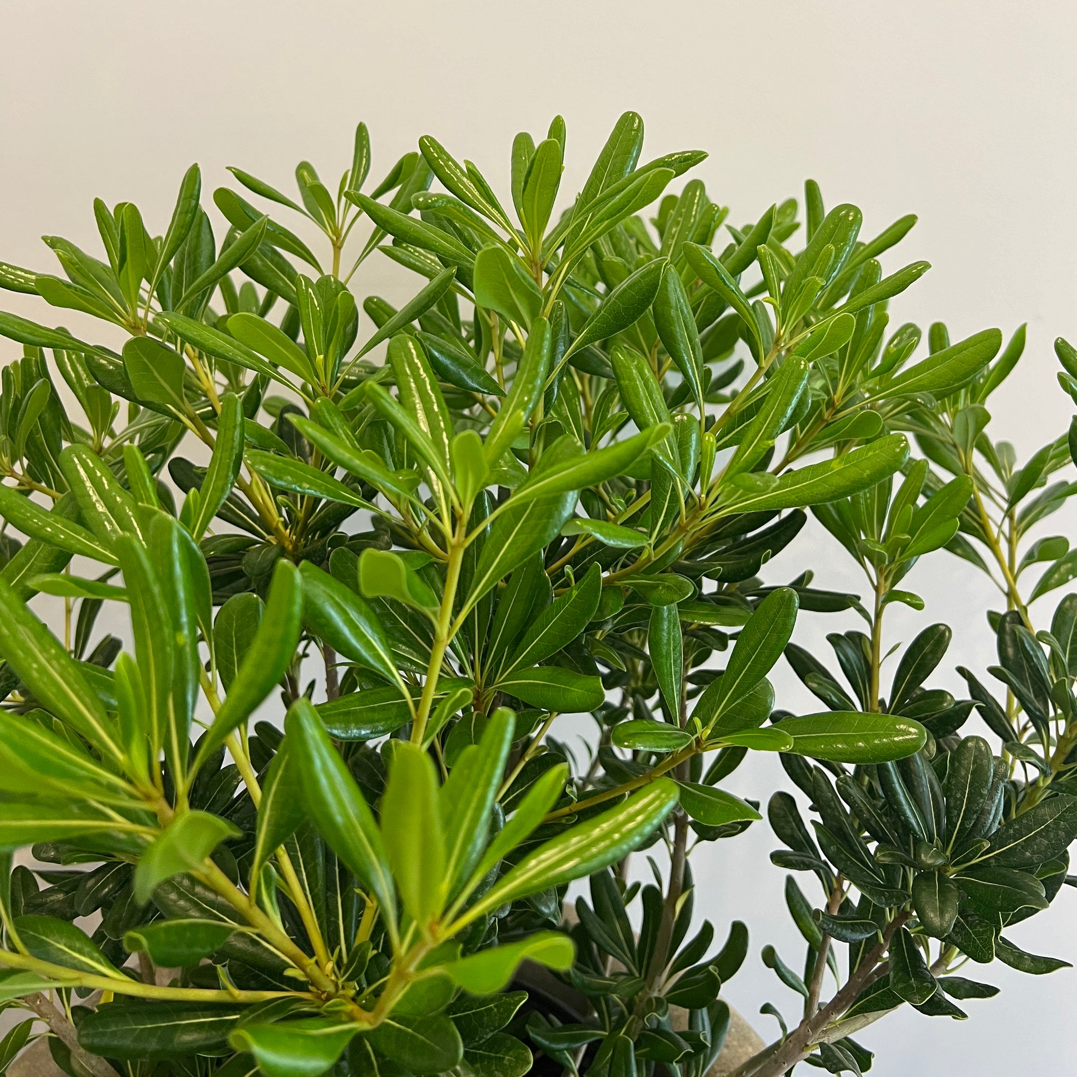 Pittosporum Green for Sale | PlantologyUSA.com – Plantology USA