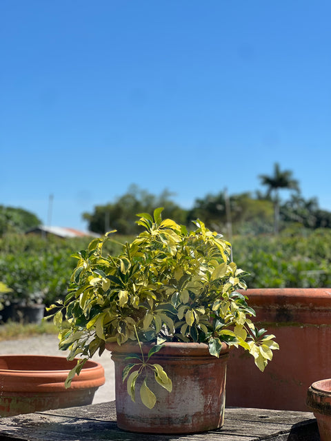 Umbrella Tree (Schefflera Arboricola Verigated)