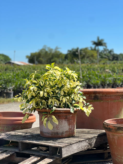 Umbrella Tree (Schefflera Arboricola Verigated)