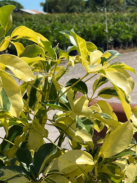 Umbrella Tree (Schefflera Arboricola Verigated)