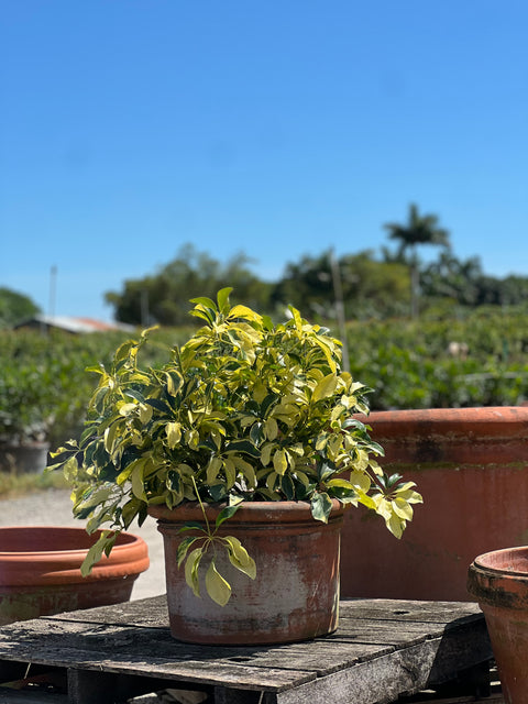 Umbrella Tree (Schefflera Arboricola Verigated)