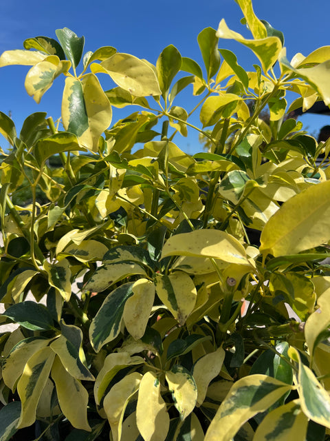 Umbrella Tree (Schefflera Arboricola Verigated)