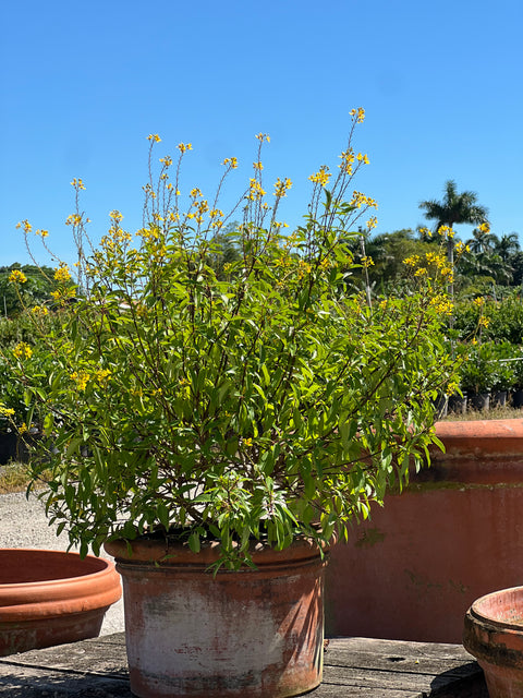 Golden Thryallis (Galphimia glauca)