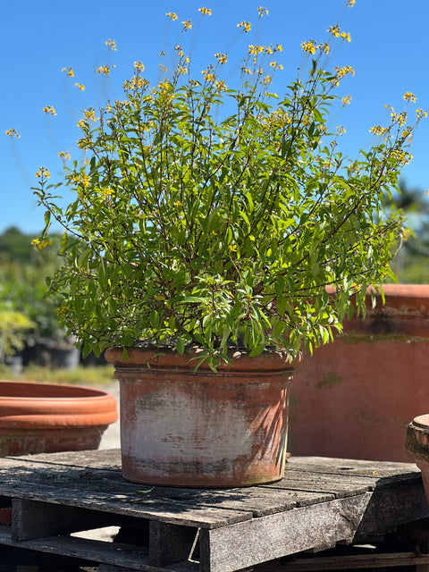 Golden Thryallis (Galphimia glauca)