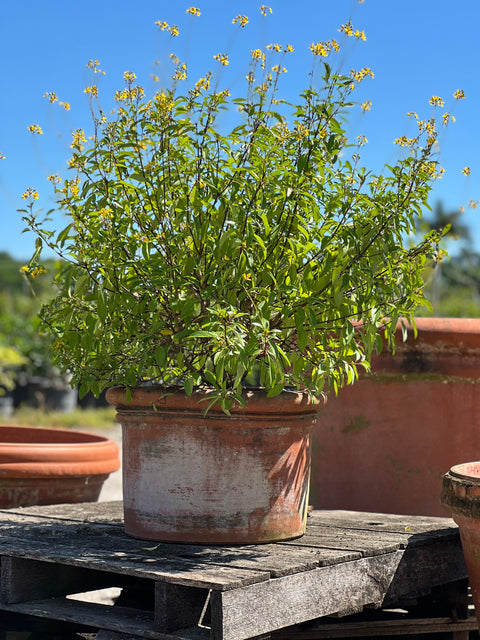 Golden Thryallis (Galphimia glauca)