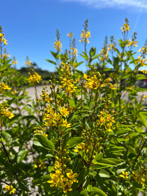 Golden Thryallis (Galphimia glauca)