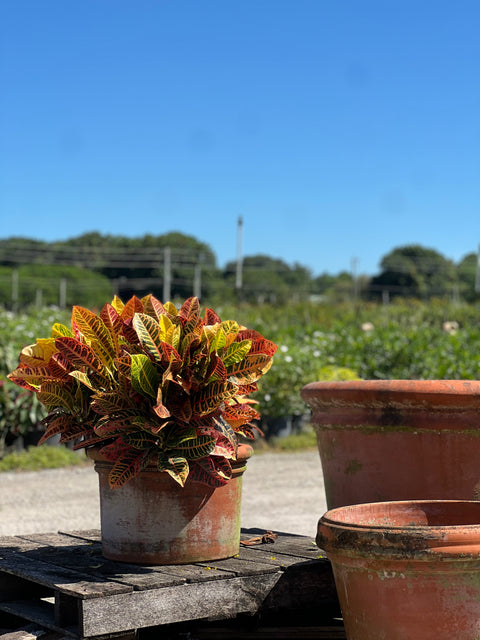 croton plant in pot Croton Petra for Sale
