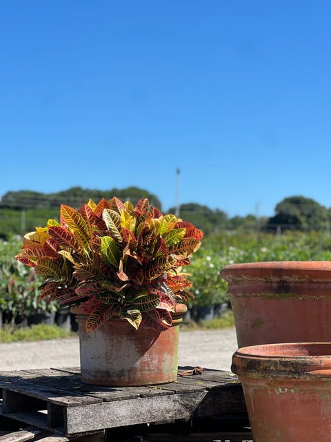 croton plant pot size Croton Petra (Codiaeum Variegatum 'Petra)