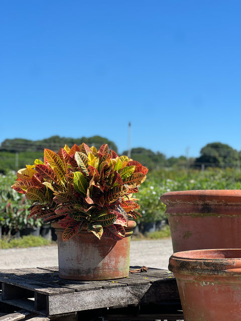 Croton Petra (Codiaeum Variegatum 'Petra)