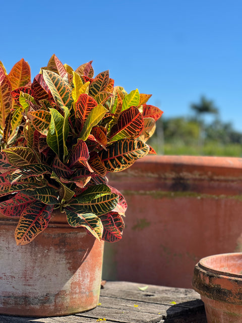 Croton Petra (Codiaeum Variegatum 'Petra)