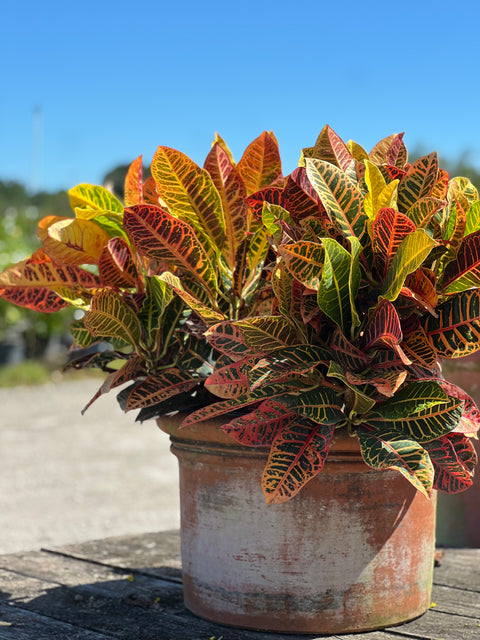 Croton Petra (Codiaeum Variegatum 'Petra)