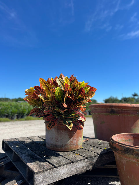 Croton Petra (Codiaeum Variegatum 'Petra)