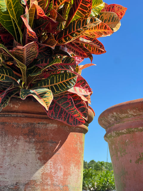 Croton Petra (Codiaeum Variegatum 'Petra)