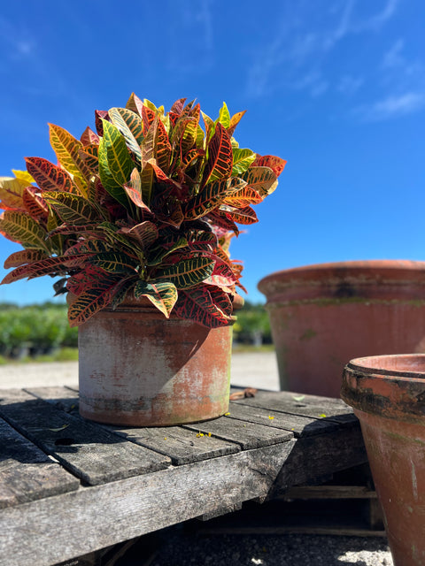 Croton Petra (Codiaeum Variegatum 'Petra)