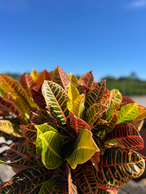 Croton Petra (Codiaeum Variegatum 'Petra)