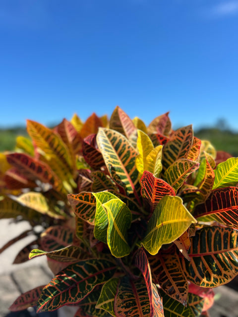 Croton Petra (Codiaeum Variegatum 'Petra)